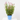 SALVIA VARIEDADES MACETA 15CM 3L