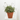 LAVANDA MACETA 10 LITROS Diámetro 24 cm