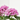 PENTAS MACETA 13CM