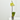 ORQUÍDEA AMARILLA 1TALLO EN MACETA 12CM.
