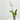 ORQUÍDEA BLANCA 1TALLO EN MACETA 12CM.