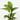 DIEFFEMBACHIA TROPIC LEMON 3L