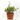 ABELIA Maceta 3 litros
