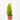 CIPRES CUPRESSUS MACROCARPA WILMA Maceta 3 litros