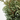 CHAMAECYPARIS VARIEDADES