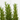 ROMERO MACETA 3 LITROS Diámetro 15 cm