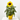 GIRASOL MACETA 13CM