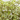 PITTOSPORUM TENUIFOL MACETA 5 LITROS Maceta 5 litros