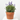 SALVIA FARINÁCEA TARRINA 25CM