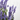 SALVIA FARINÁCEA TARRINA 25CM