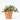 GAULTHERIA