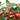 GAULTHERIA