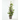 HARDENBERGIA