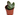 cactus maceta 5
