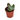 cactus maceta 5