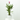 CURCUMA MACETA 15CM