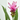 CURCUMA MACETA 15CM