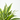 DRACENA LEMON LIME Maceta 3 litros (Altura 75-80cm)