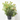 CALLISTEMON Diámetro 26 cm