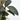 FICUS ROBUSTA Maceta 4 litros (Altura 95-105cm)
