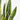 SANSEVIERIA - SURTIDO VARIADO Maceta 17cm