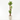 YUCCA MACETA 5 LITROS Maceta 5 litros
