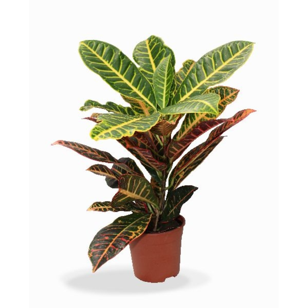 CROTON PETRA