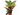 CROTON PETRA