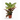 CROTON PETRA