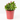 CACTUS DE NAVIDAD Maceta diámetro 9cm