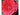 CAMELIA  VARIEDADES 3L
