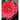 CAMELIA  VARIEDADES 3L