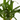 YUCCA Maceta 12cm