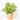 LIGUSTRUM TEXANUM Maceta 5 litros