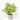 LIGUSTRUM TEXANUM Maceta 5 litros