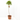 NECTARINO VARIEDADES 10L Maceta 10L