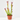 PLANTA CARNÍVORA Maceta 9cm