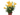 LILIUM ASIATICO M-12