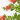 CALLISTEMON Maceta 3 litros