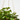 PLANTA DINERO COLGANTE Maceta 13cm