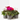 CYCLAMEN X6