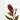 PHOTINIA Maceta 3 litros