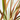 PHORMIUM