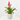 BROMELIA Maceta 7cm