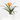 CLIVIA MACETA 13CM