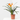 CLIVIA MACETA 13CM