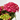 HORTENSIA Maceta 3 litros