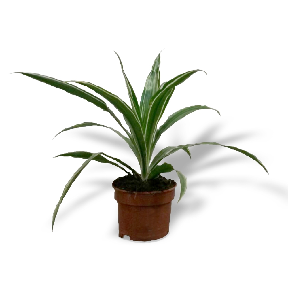 DRACENA VARIEDADES M-12