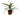 DRACENA VARIEDADES M-12