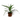 DRACENA VARIEDADES M-12